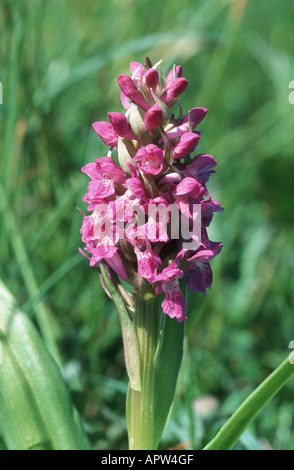 Early marsh-orchid (Dactylorhiza incarnata), infiorescenza, Svezia, Oeland Foto Stock