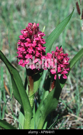 Early marsh-orchid (Dactylorhiza incarnata), infiorescenze, Svezia, Oeland Foto Stock