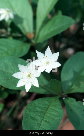 Chickweed wintergreen (Trientalis europaea), impianto con due blossoms, Svezia Foto Stock