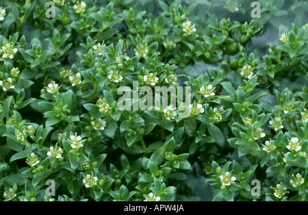 Sandwort mare, mare chickweed (Honckenya peploides), piante in fiore, Norvegia Foto Stock