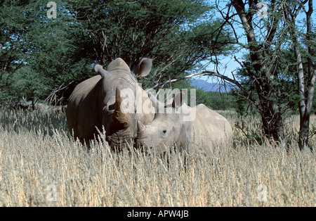 Rinoceronte bianco, quadrato-rhinoceros a labbro, erba rinoceronte (Ceratotherium simum), madre di vitello, Namibia Foto Stock