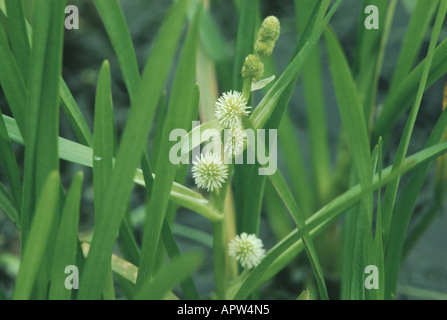 Piccolo bur-reed (Sparganium minimo, Sparganium natans), fioritura Foto Stock