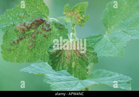 Ribes rosso afide del blister, ribes (afide Cryptomyzus ribis), il ribes spec. Foto Stock