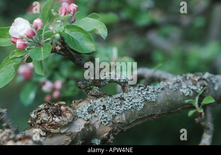 Il lichen (Hypogymnia physodes), sulla corteccia di albero di mele Foto Stock