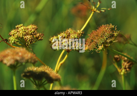 Grande (pignut Bunium bulbocastanum, Bunium bulbocastaneum), infrutescences Foto Stock