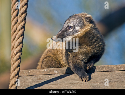 Ring Tailed Coati (nasua nasua) Foto Stock
