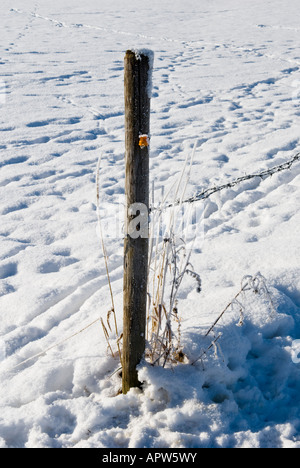 Polo di recinzione nel paesaggio invernale, tra Altstaedten e Fischen Oberallgaeu Baviera Germania Foto Stock