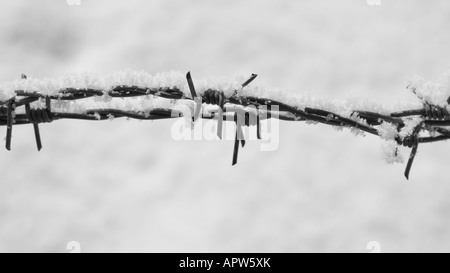 Vista dettagliata del filo spinato nel paesaggio invernale, tra Altstaedten e Fischen Oberallgaeu Baviera Germania Foto Stock