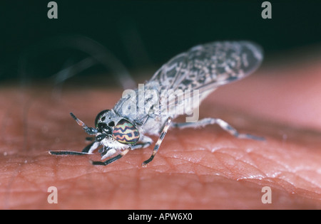 Cleg-fly, cleg (Haematopota pluvialis), grippaggio Foto Stock