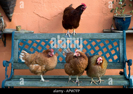 Gruppo di polli umorosi addomesticati in Garden, Inghilterra del Nord Foto Stock