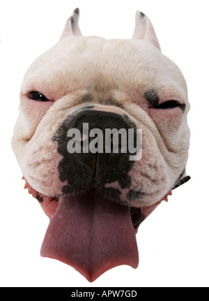 Bulldog francese (Canis lupus f. familiaris), faccia Foto Stock