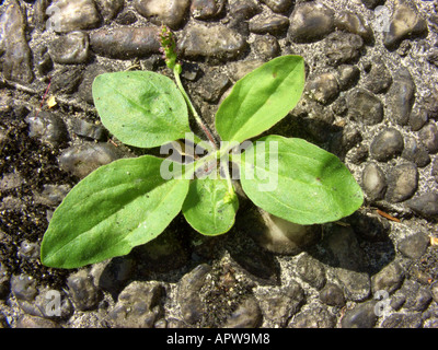 Comune di piantaggine, grande platano, latifoglie piantaggine, il nipplo di semi di piantaggine (Planzago major), su un marciapiede Foto Stock