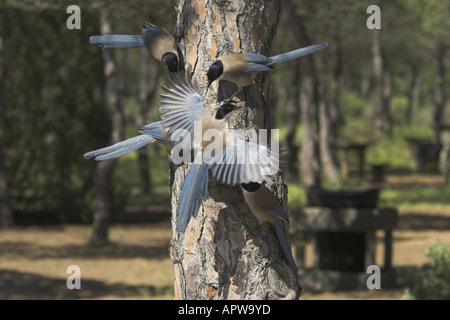 Azzurro-winged gazza (Cyanopica cyana), gruppo di alimentazione su un albero di pino, Spagna, Andalusia Foto Stock