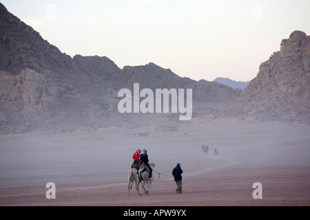 I turisti di marcia sui cammelli attraverso il deserto del Sinai vicino a Sharm le Sheikh Egitto Foto Stock