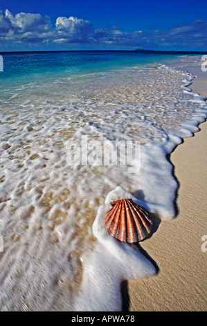 Conchiglie conchiglia sulla spiaggia Seychelles Foto Stock