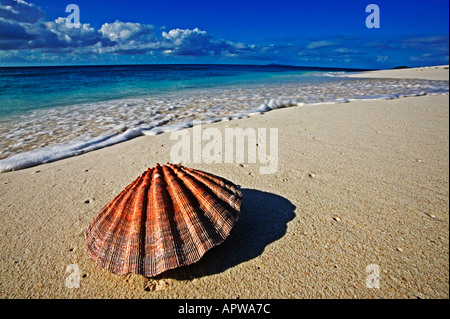 Conchiglie conchiglia sulla spiaggia Seychelles Foto Stock