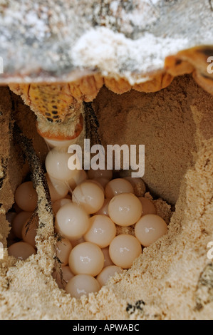 Tartaruga embricata Eretmochelys imbricata in pericolo la deposizione delle uova sulla spiaggia Dist tropicale e subtropicale degli oceani di tutto il mondo Foto Stock