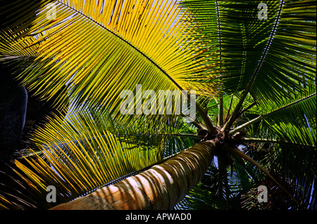Albero di cocco Cocos nucifera Seychelles Dist climi tropicali di tutto il mondo Foto Stock