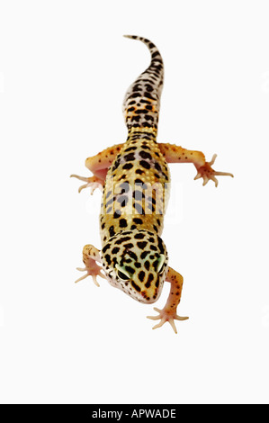 Leopard Gecko Eublepharis macularius Dist Asia India Iraq Afghanistan Pakistan Foto Stock