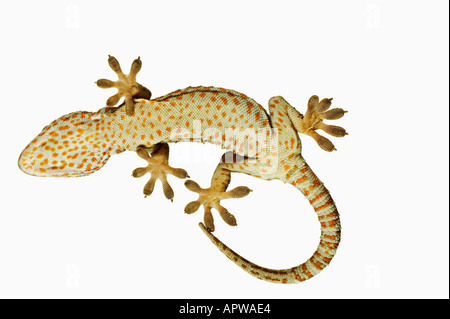 Vino di Tokay gecko Gekko gecko vista dal basso che illustra specialmente adattato piedi Dist Sud Est asiatico Foto Stock