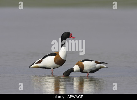 Shelduck comune (Tadorna tadorna), coppia, femmina di bere acqua potabile, Paesi Bassi, Texel Foto Stock