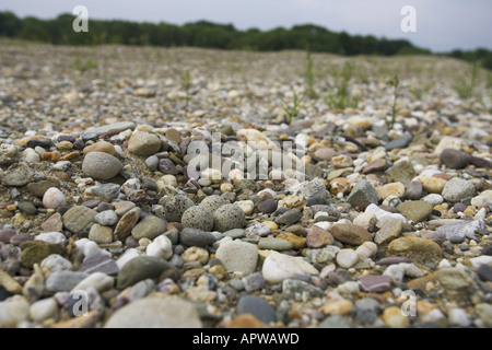 Poco inanellato plover (Charadrius dubius), nido su una pianura di ghiaia, in Germania, in Renania settentrionale-Vestfalia Foto Stock