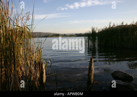 Lago Llangorse (gallese: Llyn Syfaddon, variante: Llyn Syfaddan) è il lago naturale più grande del Galles Parco Nazionale di Brecon Beacons Foto Stock