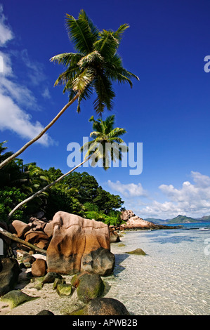 Palme da cocco e di scena sulla spiaggia di La Digue Island Seychelles Foto Stock