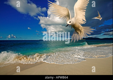 Spiaggia Tropicale scena con White Fairy Tern Gygis alba Cousine Island Seychelles digitalmente immagine modificata Foto Stock