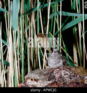 Coucou nourrit par une rousserole effarvate REED TRILLO Acrocephalus scirpaceus alimentando il cuculo Cuculus canorus Acrocephalus ani Foto Stock