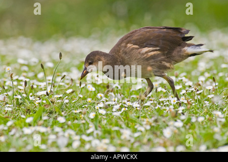 pulcino di gallinella d'acqua Foto Stock