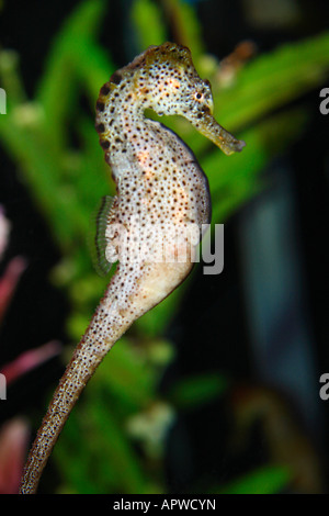 Interno foderato Seahorse Foto Stock