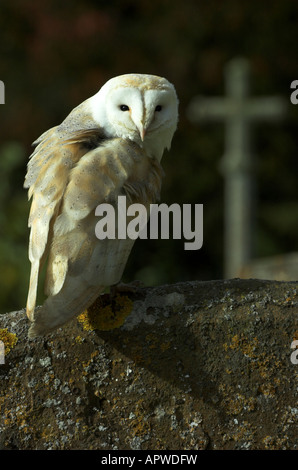 Barbagianni - Tyto alba - arroccato su una lastra tombale in una vecchia chiesa inglese massa Foto Stock