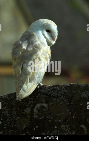 Barbagianni - Tyto alba - arroccato su una lastra tombale in una vecchia chiesa inglese massa Foto Stock