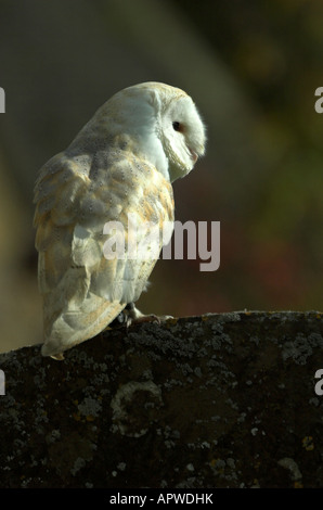 Barbagianni - Tyto alba - arroccato su una lastra tombale in una vecchia chiesa inglese massa Foto Stock