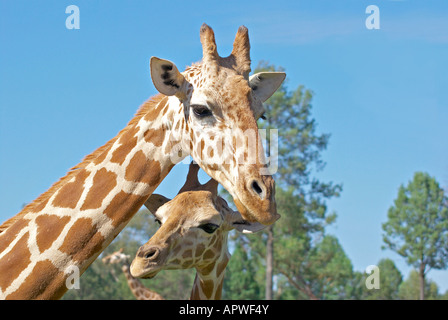 Una madre e un bambino insieme a giraffa Foto Stock