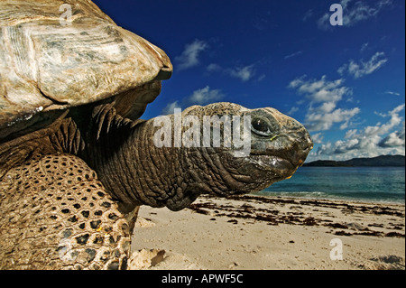 La tartaruga gigante Geochelone gigantea specie vulnerabili sulla spiaggia Seychelles Cousine Island Dist isole Seicelle Foto Stock