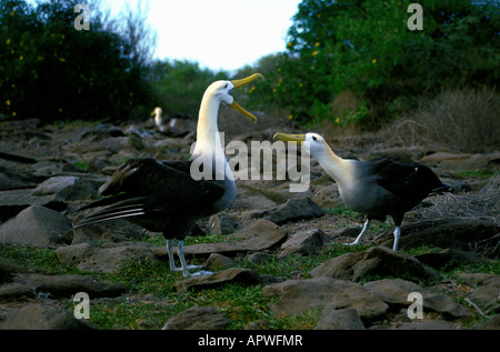 Albatros des galapagos sventolato albatri Cappa isola delle Isole Galapagos Ecuador Diomedea irrorata America adulto animale com Foto Stock