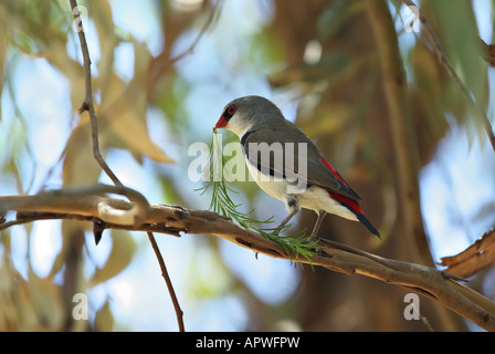 Una rara e minacciata firetail diamante la raccolta di materiali di nesting Foto Stock