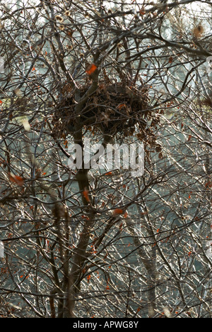 Un nido o un sogno di scoiattolo grigio nella parte superiore di un albero di faggio, Galles, Regno Unito. Foto Stock