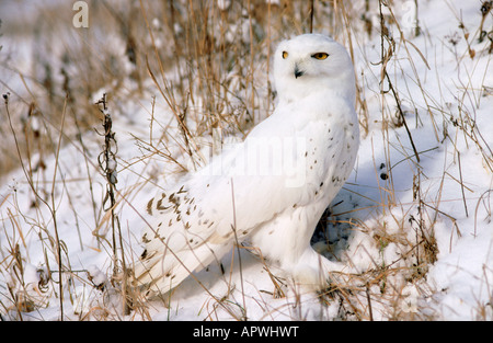 Snowy Owl, Nyctea scandiaca, Ontario Canada Foto Stock