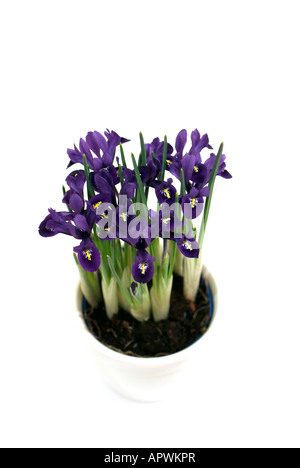 Looking down on a pot plant from above bunch of Iris reticulata flowers against a white background cut-out view from above Foto Stock