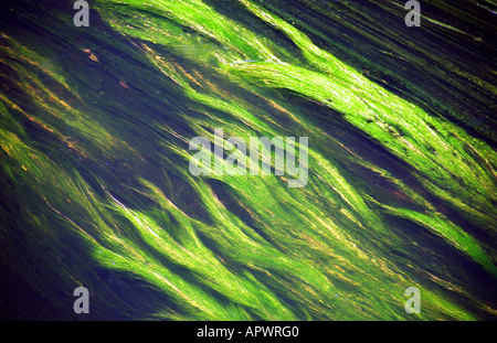 Filamentosa alghe verdi, Sankey Brook, Sankey Valley Park, Warrington, Inghilterra, Estate 2006 Foto Stock