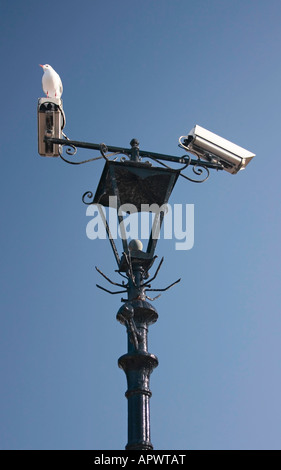 Seagull arroccato su un lampione dotato di telecamere a circuito chiuso Foto Stock