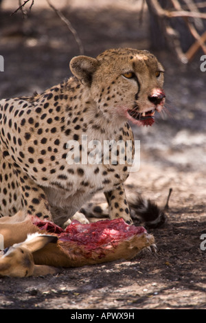 Femmina di ghepardo (Acinonyx jubatus) mangiando un bambino impala; Ndutu, Ngorongoro Conservation Area (vicino Serengeti), in Tanzania. Foto Stock