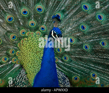 Peacock visualizza le sue piume Foto Stock