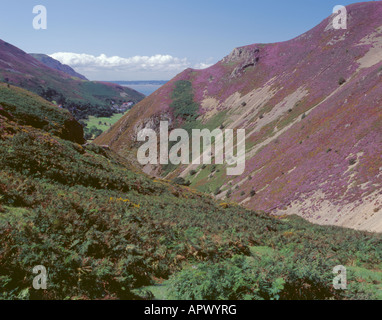 Fioritura viola heather coperto ghiaione piste, Alltwen Sychnant Pass, Penmaenmawr, vicino a Conwy, Gwynedd, Galles del Nord, Regno Unito. Foto Stock