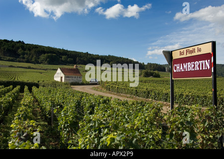 Clos de Beze grand cru vigna confinante con la Chambertin vigneti a sud del villaggio, Borgogna, Francia Foto Stock