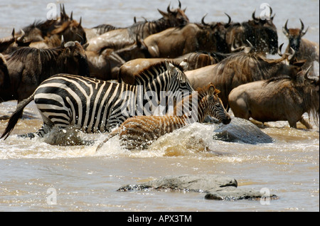 Unico Zebra e il suo puledro attraversando il fiume Mara al fianco di gnu mandria Foto Stock