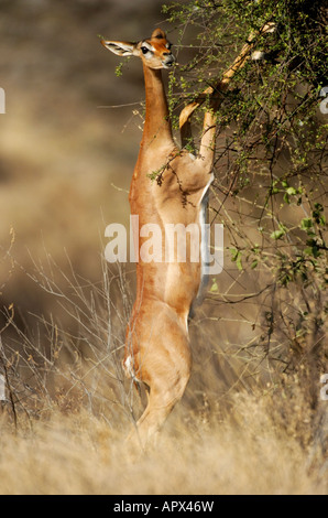 Gerenuk femmina in piedi sulle zampe posteriori durante la navigazione su una boccola Foto Stock